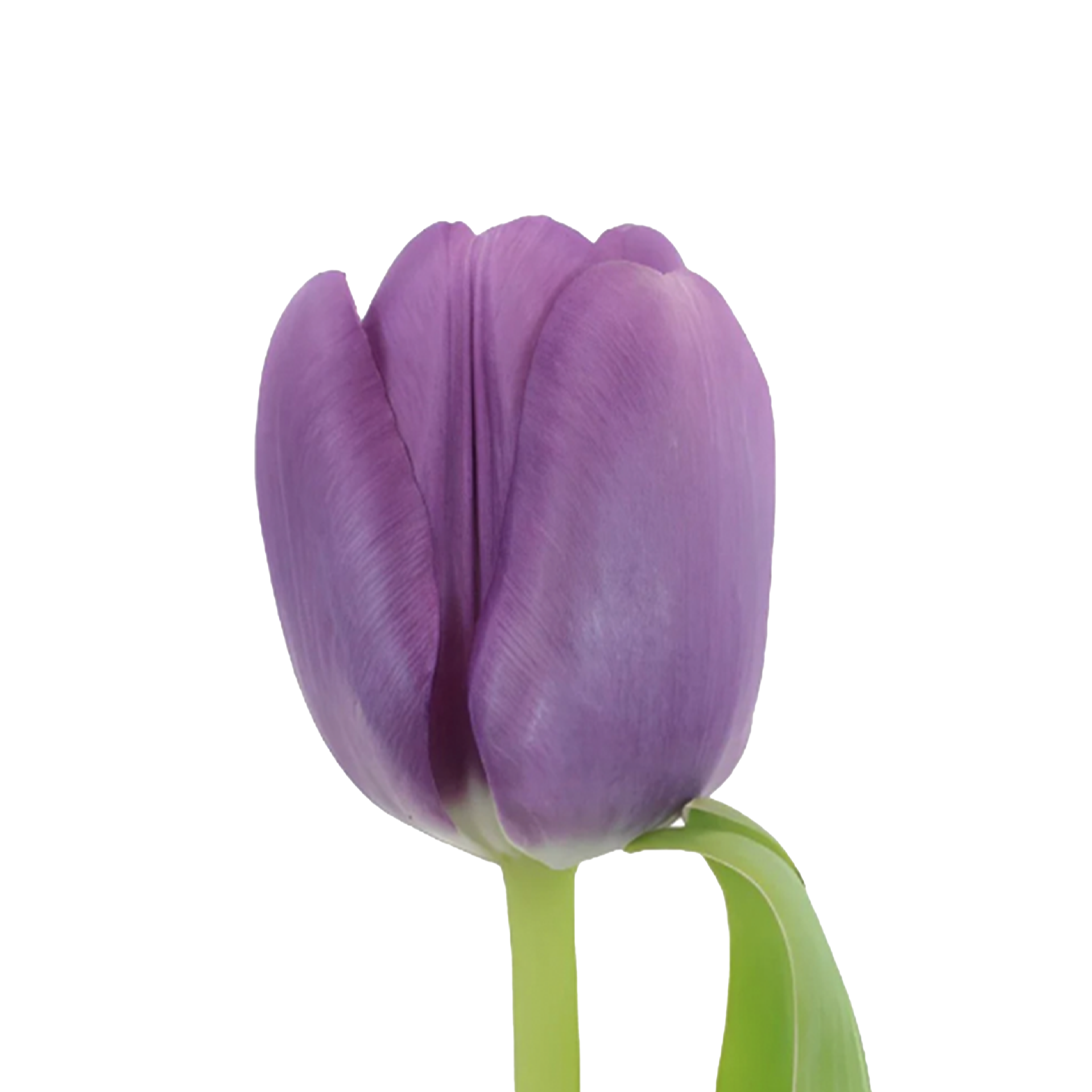 purple tulip white background