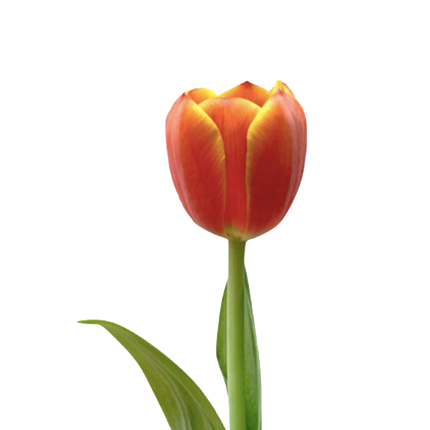 Tulips Orange Ad Rem