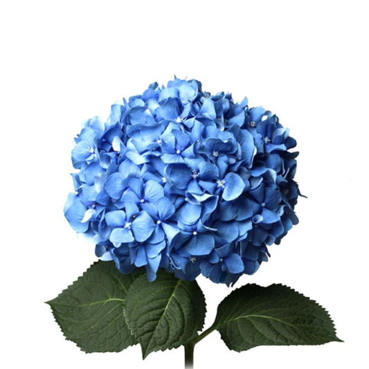 Discover the allure of SkyBlue Hydrangeas at GiftedFLWR shop: Elevate any space with their timeless beauty! Order now for same-day delivery in Miami FL, or nationwide shipping. High-quality blooms guaranteed to impress. Shop now!