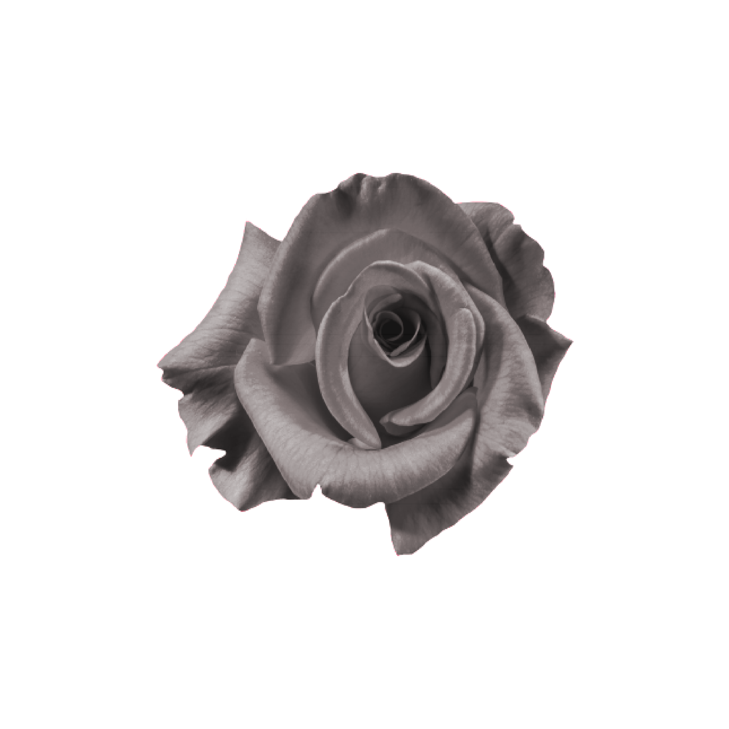 Gray Flannel Tinted Rose