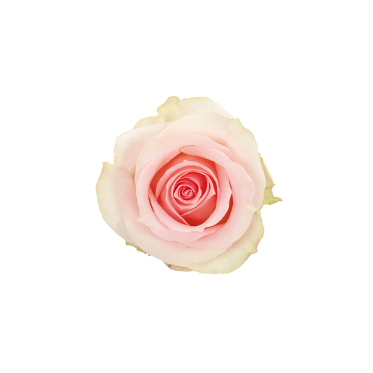 Blush Belle Long Stem Rose