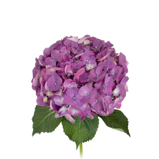 "Vivid Violet Hydrangeas: Same-day Delivery in Miami, FL, Nationwide Shipping Available. Order Now for High-Quality Blooms for Mother's Day!