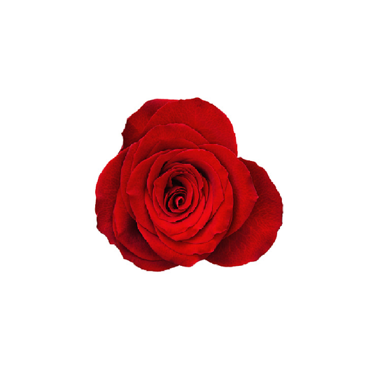 Long-stem red rose, symbolizing love and passion, available for same-day delivery in Miami, FL. Order now to send a timeless expression of affection with the beauty of a classic red rose.