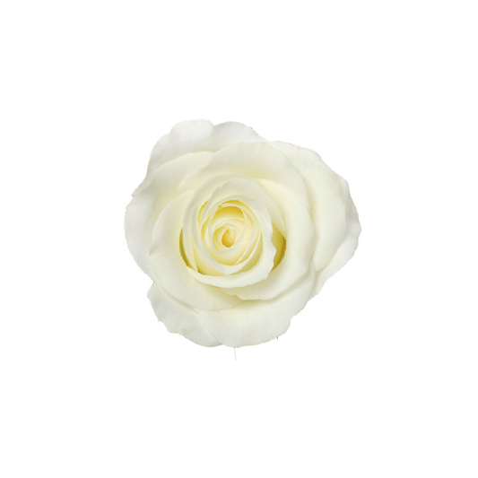Snowy Sweetheart white roses – long stem, high quality, and in high demand for Valentine's Day. Same-day delivery in Miami, FL, and nationwide shipping from GiftedFLWR, your go-to for exquisite blooms.